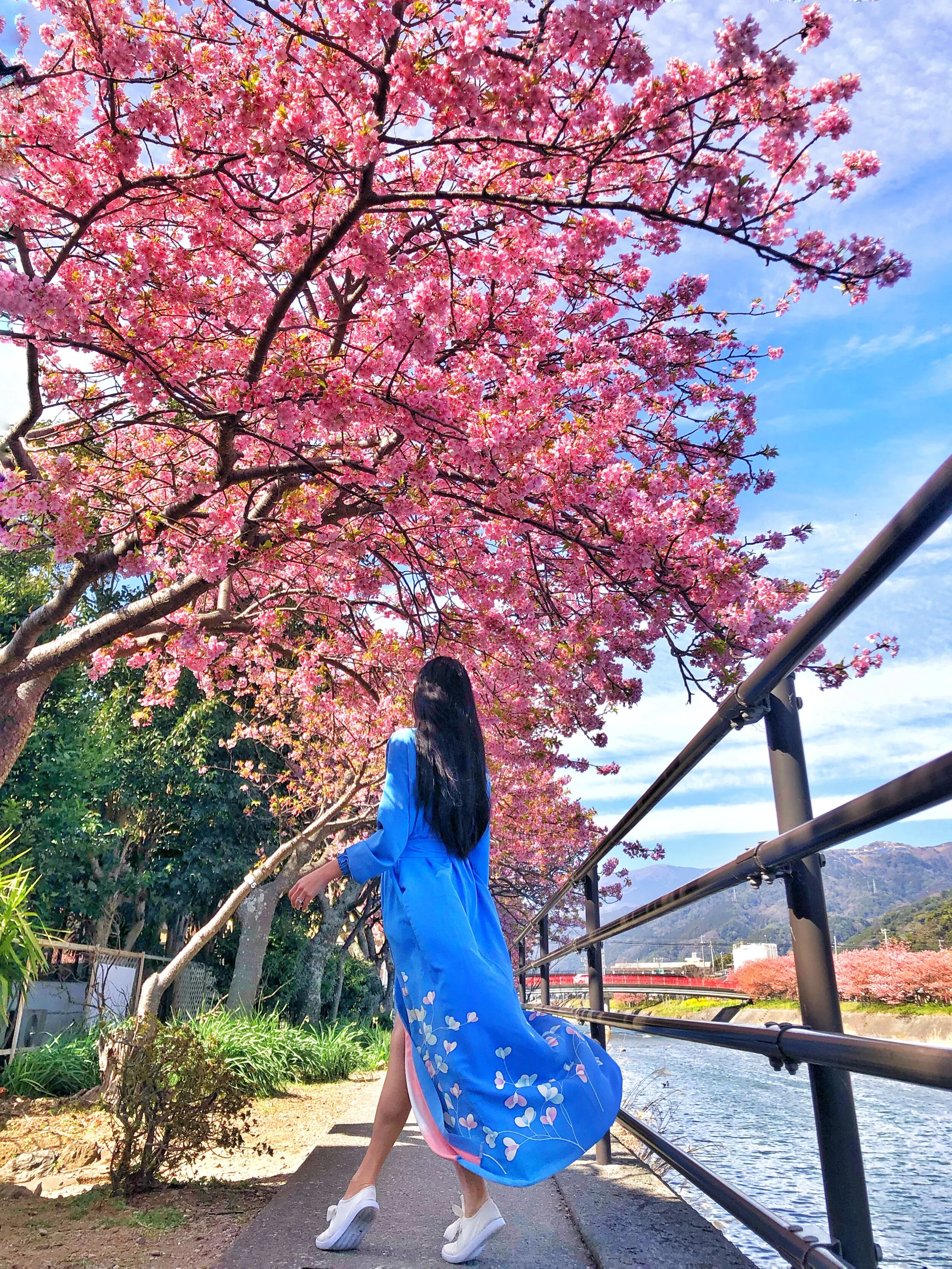 sakura-ballet(*ˊᵕˋ*)ピンク×3点♡ブルー2点♡ Enjoying Kawazu-Zakura — RYOKAN WANDERINGS